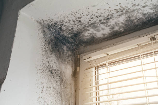 Affordable Basement Mold Removal solutions in Ramsey, MN